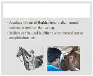 Delayed Type of Hypersensitivity PowerPoint Presentation