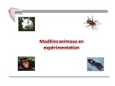 Animal Models in Experimentation