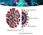 SARS-Cov-2 PowerPoint Presentation