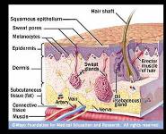 Preventing Unintended Pregnancy: Prescription and Management of Contraception PowerPoint Presentation