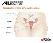 Birth Control - Contraception PowerPoint Presentation