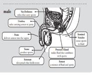 Family Planning-Contraceptive Methods Medical Notes