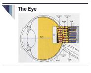 Visual Agnosia Prosopagnosia PowerPoint Presentation