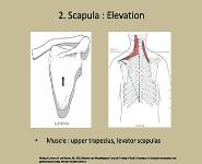 MMT Upper Extremity Examination-Scapula and Shoulder PowerPoint Presentation