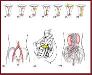 Cervix Uteri Cancer PowerPoint Presentation