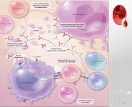 Immune Thrombocytopenia PowerPoint Presentation