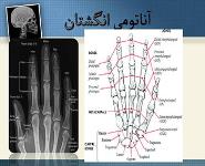 Finger Anatomy PowerPoint Presentation