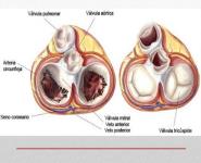 Corazon Medical Notes