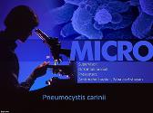 Pneumocystis Carinii