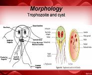 Giardia PowerPoint Presentation
