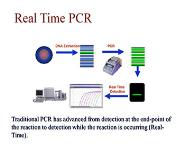 Real Time PCR PowerPoint Presentation