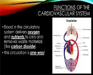 Cardiovascular System Health Science Notes PowerPoint Presentation