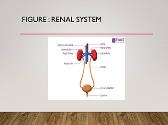 Urinary System