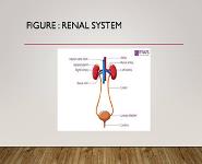 Urinary System PowerPoint Presentation
