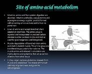 Fate of Glucogenic and Ketogenic Amino Acid PowerPoint Presentation