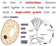 Anti Diarrheal Drug Medical Notes