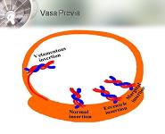 Vasa Previa Green Top Guidelines PowerPoint Presentation