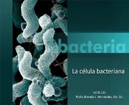 The Bacterial Cell Medical Notes