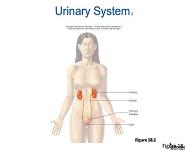 URINARY SYSTEM AND FLUID BALANCE PowerPoint Presentation