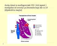 Heart Failure PowerPoint Presentation