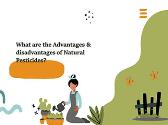 What are the Advantages and disadvantages of Natural Pesticides