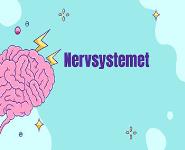 The Nervous System PowerPoint Presentation