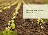 Harmful Effects of Pesticides in Fruits and Vegetables