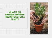 What is an Organic growth promoter For a Plant