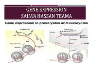 GENE EXPRESSION IN PROKARYOTIC AND EUKARYOTIC PowerPoint Presentation