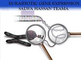 EUKARYOTIC GENE EXPRESSION