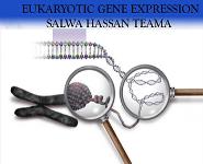 EUKARYOTIC GENE EXPRESSION PowerPoint Presentation