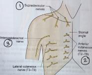 Superficial Fascia Medical Notes