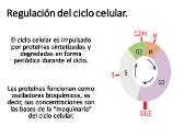 Regulation of the cell cycle