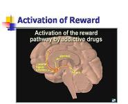 Addiction Myths and Science PowerPoint Presentation