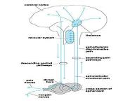 Pain Management in Elderly Patients PowerPoint Presentation Notes