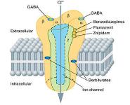 Hypnotics and Sedatives PowerPoint Presentation Notes