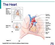 The Cardiovascular System PowerPoint Presentation