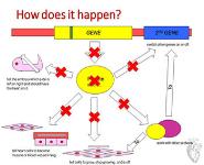 About Congenital Heart Disease PowerPoint Presentation