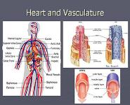 High Blood Pressure-Hypertension PowerPoint Presentation