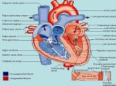 Drug acting on the Heart-Heart Failure 