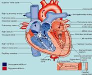 Drug acting on the Heart-Heart Failure  PowerPoint Presentation
