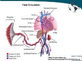 Pulmonary Hypertension in Congenital Heart Disease 