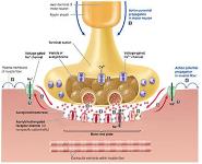 Neuromuscular Junction Physiology and Blocking Agents PowerPoint Presentation Notes