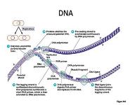 Bacterial Genetics PowerPoint Presentation Notes
