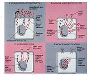 Molecular Basis of Cancer PowerPoint Presentation