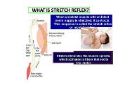 Spinal Cord Reflexes