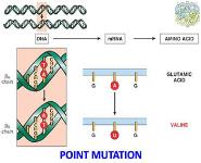 Genetic Disorders PowerPoint Presentation Notes