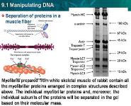 Manipulating DNA PowerPoint Presentation Notes