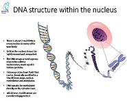 Epigenetics PowerPoint Presentation