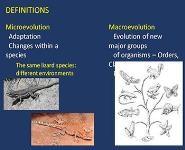 Evolution and Modern Molecular Biology Evidence PowerPoint Presentation